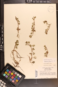 Ludwigia repens image