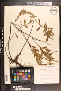 Chamaedaphne calyculata image