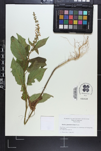 Stachys glandulosissima image