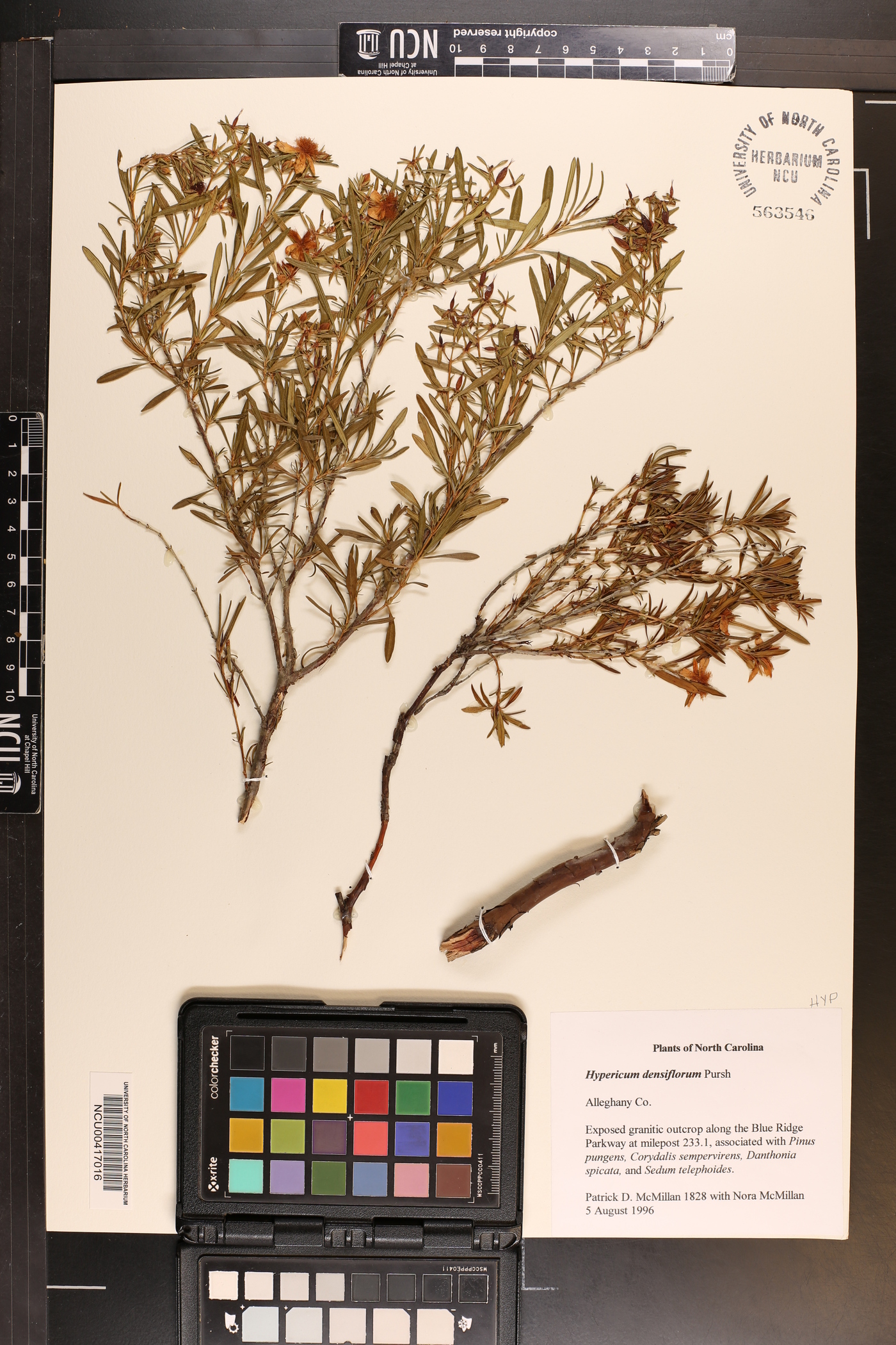 Hypericum densiflorum image