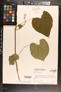 Vitis vulpina image