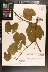 Vitis vulpina image