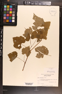 Vitis vulpina image