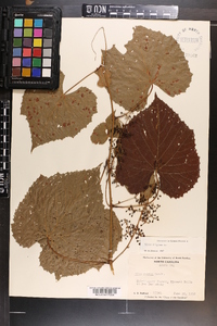 Vitis vulpina image