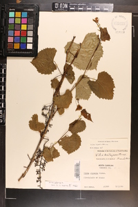 Vitis vulpina image