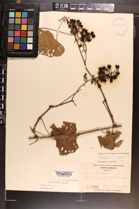 Vitis vulpina image