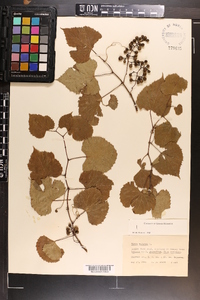 Vitis vulpina image