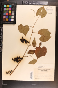 Vitis vulpina image