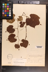 Vitis vulpina image