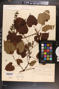 Vitis vulpina image