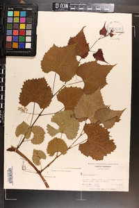 Vitis vulpina image