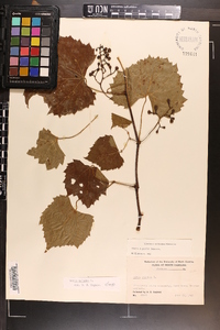 Vitis vulpina image