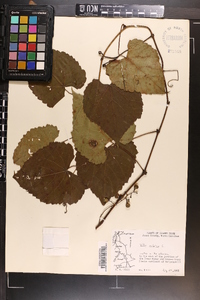 Vitis vulpina image