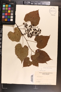 Vitis vulpina image