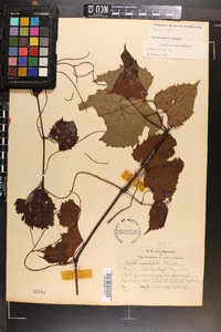 Vitis vulpina image