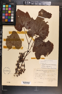 Vitis vulpina image