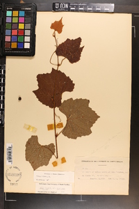 Vitis vulpina image