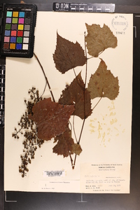 Vitis vulpina image