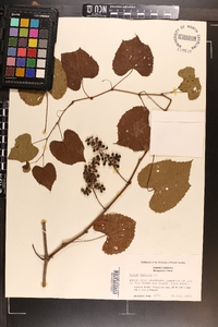 Vitis vulpina image