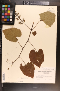 Vitis vulpina image