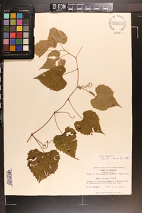 Vitis vulpina image