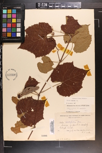 Vitis vulpina image