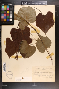 Vitis vulpina image