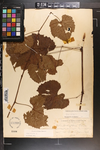 Vitis vulpina image