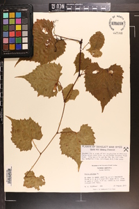 Vitis vulpina image