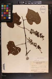 Vitis vulpina image