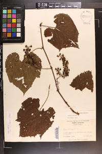 Vitis vulpina image