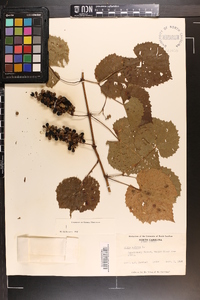 Vitis vulpina image