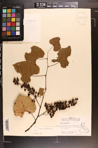 Vitis vulpina image