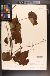 Vitis vulpina image