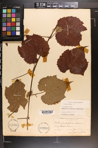 Vitis vulpina image