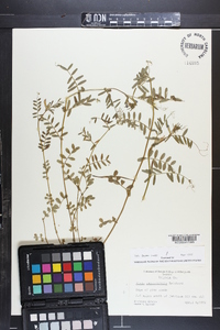 Vicia sativa subsp. nigra image