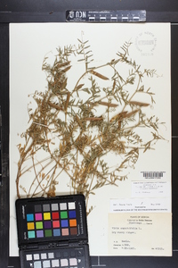 Vicia sativa subsp. nigra image