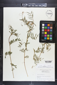 Vicia sativa subsp. nigra image