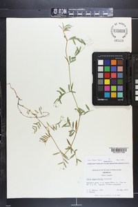 Vicia sativa subsp. nigra image