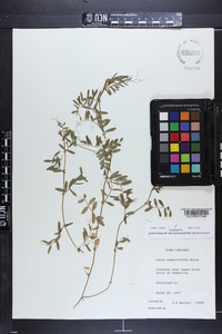 Vicia sativa subsp. nigra image