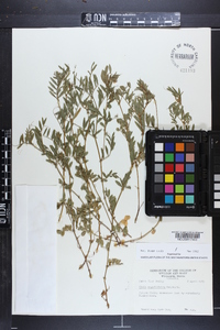 Vicia sativa subsp. nigra image