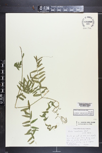 Vicia caroliniana image