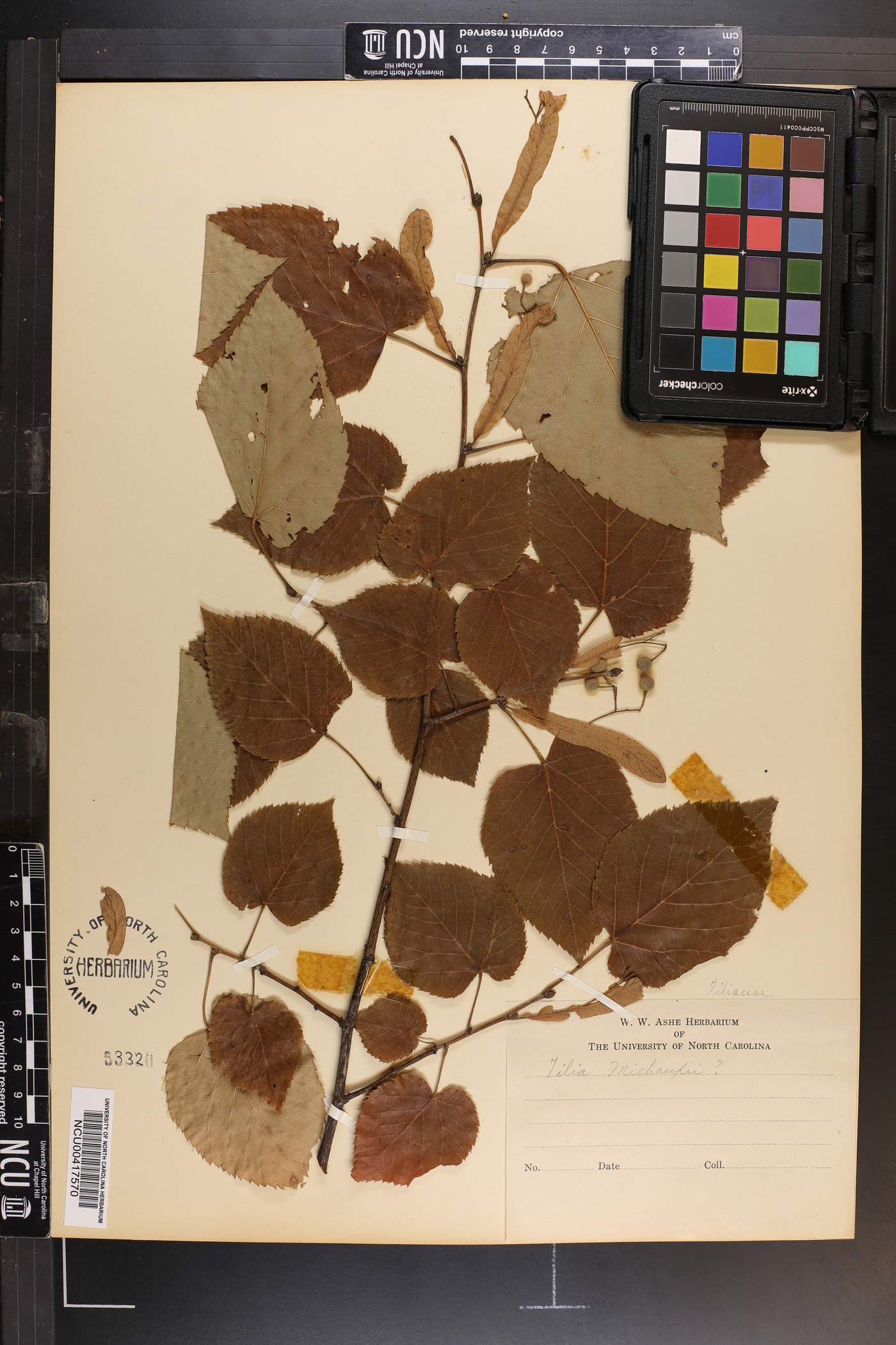 Tilia michauxii image