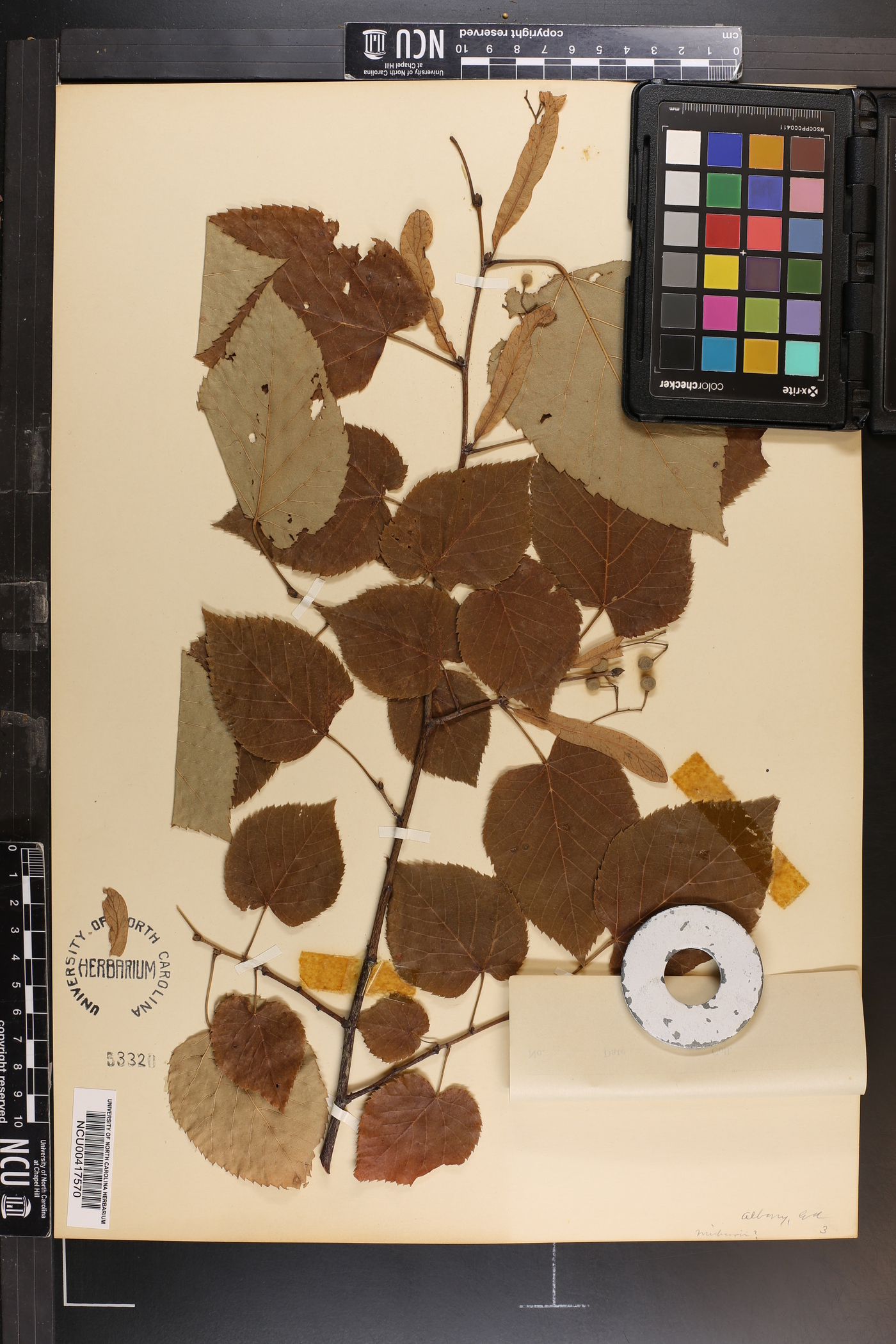 Tilia michauxii image