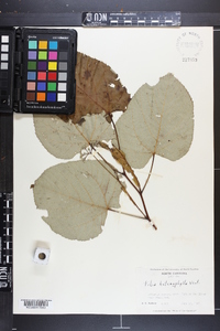 Tilia heterophylla image