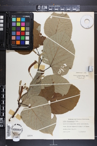 Tilia heterophylla image