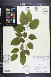 Tilia heterophylla image