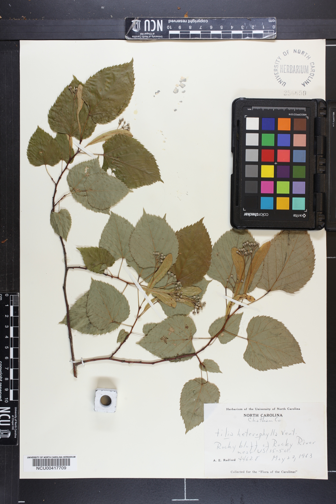 Tilia heterophylla image