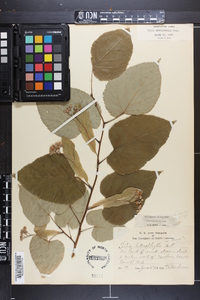 Tilia heterophylla image