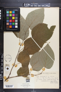 Tilia heterophylla image